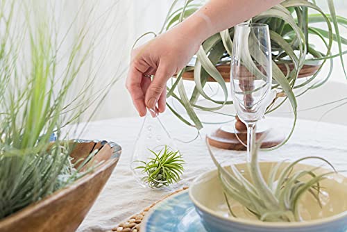 Glass Teardrop Plant Terrarium - 1 Air Plant and Stones in Propagation Jar - Home and Garden Decor Plant Pot - Easy Care Indoor and Outdoor Plant Vase (1 Teardrop - Black Stones) - size: 1 Teardrop-Black Stones