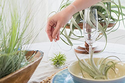 Glass Teardrop Plant Terrarium - 1 Air Plant and Stones in Propagation Jar - Home and Garden Decor Plant Pot - Easy Care Indoor and Outdoor Plant Vase (1 Teardrop - Black Stones) - size: 1 Teardrop-Black Stones