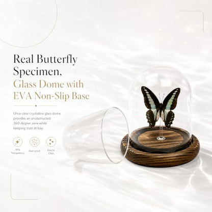 1pc Real Butterfly Specimen Glass Dome, Wooden Base Taxidermy Display, Home Office Desk Ornament, Unique Entomology Collector Gift (Graphium sarpedon) - color: Graphium Sarpedon