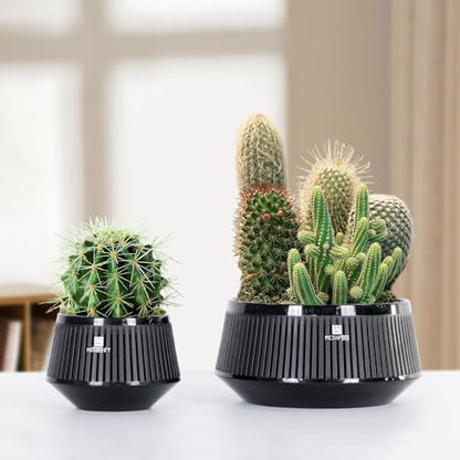 Bonsai Pots with Drainage Tray, Plastic Imitate Ceramic Bonsai Tree Pot with Excellent Airflow, Large Succulent Pots for Indoor Plants, Juniper, Ficus, Chinese Elm, Cactus, 8 Inch, Set of 1 - size: 8 Inch
