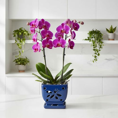 Blue Ceramic Orchid Pots with Holes Square Orchids Pots 5.5 inch - color: Blue