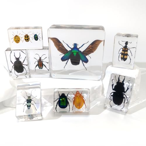 8 Pcs Taxidermy Beetles in Resin, 1 Large Chafer & 7 Colorful Real Insect Specimens Set for Entomology, Biology Reference, Oddities Display, Office Desk Decor - size: 8 Beetle+