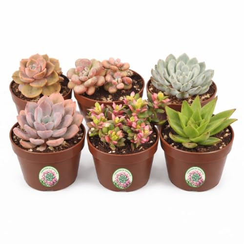 Creations by Nathalie 6 Pack Live Succulent Plants for Indoor Terrariums - color: 6 Pack