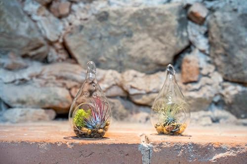 Glass Teardrop Plant Terrarium with - 1 Air Plant and Stones in Propagation Jar - Home and Garden Decor Plant Pot - Easy Care Indoor and Outdoor Plant Vase (1 Teardrop - Beige Stones) - size: 1 Teardrop- Beige Stones