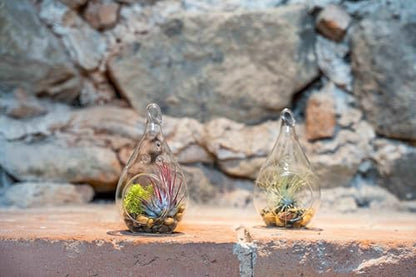 Glass Teardrop Plant Terrarium with - 1 Air Plant and Stones in Propagation Jar - Home and Garden Decor Plant Pot - Easy Care Indoor and Outdoor Plant Vase (1 Teardrop - Beige Stones) - size: 1 Teardrop- Beige Stones
