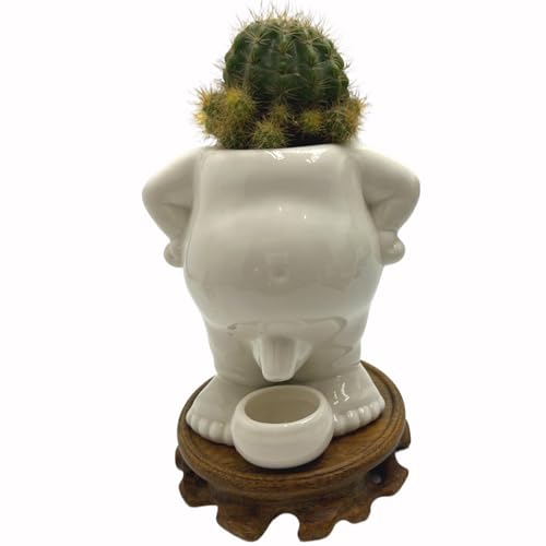 Cute Succulent Pots,White Ceramic Indoor Planters with Drainage and Wood Tray,Round Shallow Flower Plant Pots Decoration Kid - style: Kid