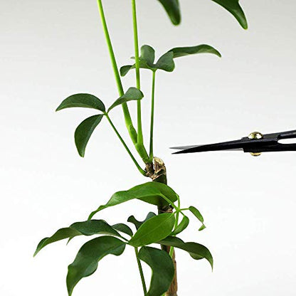 Wazakura Satsuki Bonsai Scissors, Made in Japan 7 inch (180 mm), Japanese Bonsai Garden Tools, Hasami Pruning Shears - Satsuki Style, Black - color: Satsuki 7"