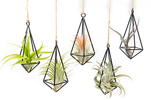 5 Pack Black Metal Pendant Hanging Planter with Assorted Medium Air Plant - Macrame Holder for Indoor Plants - Succulent Plant Hanger - Available in Wholesale and Bulk- Home and Garden Décor - size: Pack of 5