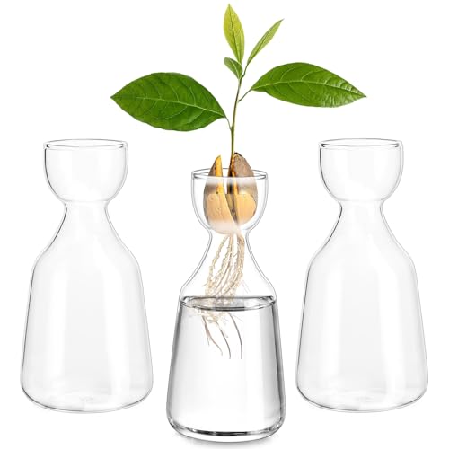 Glasseam Avocado Vase Set of 3 Avocado Acorn Seed Growing Glass Planter