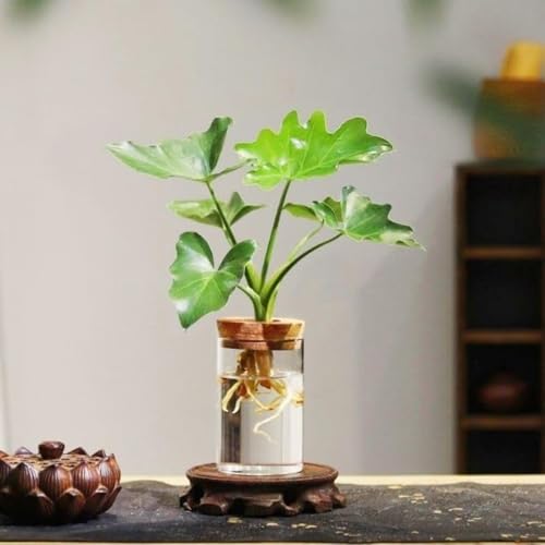 Plant Propagation Stations, Desktop Propagated Plant Jars, Lid Hydroponic Glass Planter for Office and Home Table Decorations (Large) - size: Large