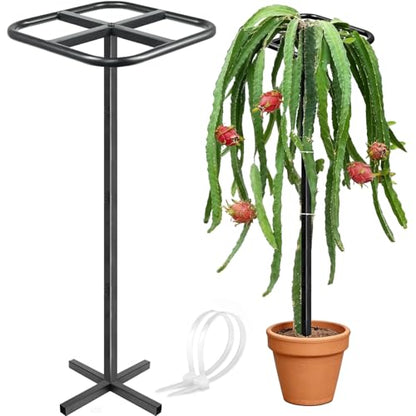 Extra Thick Adjustable Dragon Fruit Trellis,Metal Plant Trellis