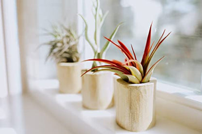 Medium Natural Cork Bark DIY Kit with Mini Xerographica Air Plants, Glue and Hook - Live Tillandsia Succulent House Plant - Wholesale and Bulk - Home and Garden Decor - Easy Care Indoor Outdoor Plants - size: Kit+Xerographica