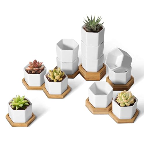 T4U Small Succulent Pots 12 Pack, Mini Flower Planters with Drainage White - color: Hexagon