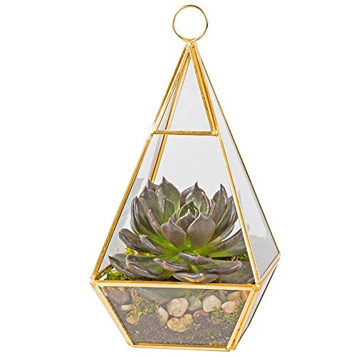 D'Eco Glass Pyramid Gold Plant Terrarium, Centerpiece Display, Dims:5x5x10 | Tabletop Geometric Planter Terrarium, Fill Display with Succulents, Moss, Air Plants, Ferns, Home, Office & Wedding Decor