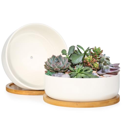ZOUTOG Succulent Pots,6 Inch Succulent Planters with Drainage and Tray,White Ceramic Planters for Indoor Plants,Round Flower Plant Pots,Pack of 2 - color: 2 Pack