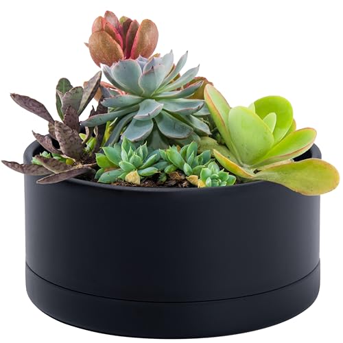D'vine Dev 8 in Shallow Round Succulent Planter, Black, 76-Z-B-1 | Wide Bowl Design, Thick-Walled Durable Construction, Enhanced Drainage, Detachable Saucer, Ideal for Succulent Arrangements - color: Black, size: 8 Inch