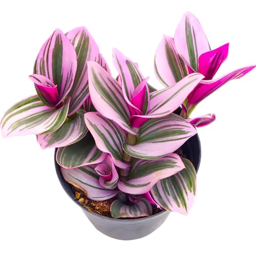 Sprout N Green Tradescantia Nanouk, Rare Pink Live Succulent Plant | Fully Rooted in 4" Pot, for Indoor Outdoor Home Office Wedding Hanging Decor, Keep Away from Pets, Easy to Care - color: Tradescantia Nanouk