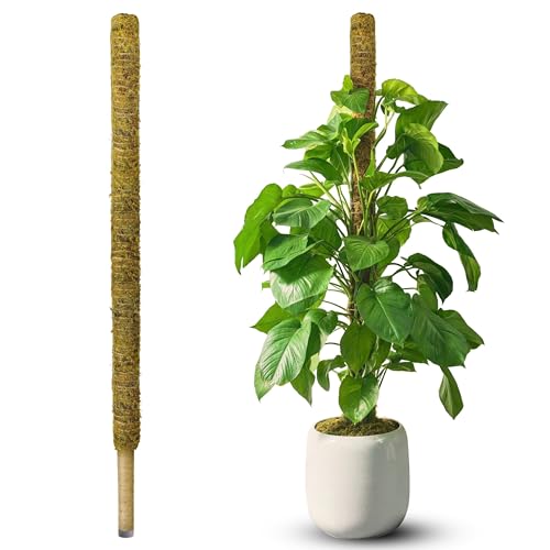 59" Natural Large Moss Pole for Big & Mature Plants, (1pc., 59'') | Forest Moss Surface, Monstera Plant Support, Rigid Stakes for Indoor Plants, Plant Pole for Climbing Plants with Larger Stems - size: 59" NATURAL MOSS POLE for BIG PLANTS