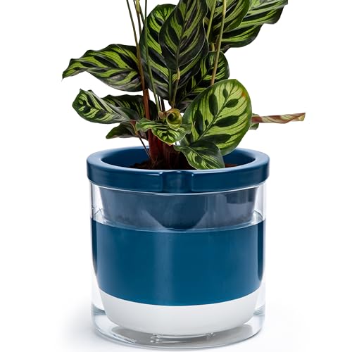D'vine Dev Self-Watering Blue Terracotta Planter Pot, 8 in, 37-X-C-4 | Terracotta & Glass Design, Clear Water Reservoir, Visible Water Level, Easy Plant Care, Ideal for Busy Plant Lovers - color: Blue, size: 8 Inch