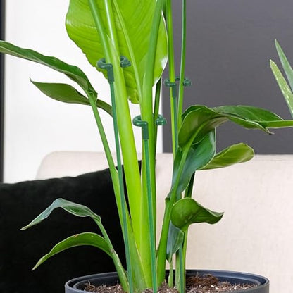 Pack of 30 Small Plant Stakes for Indoor Plants 6.7 Inches - size: C Set(6.7 in)