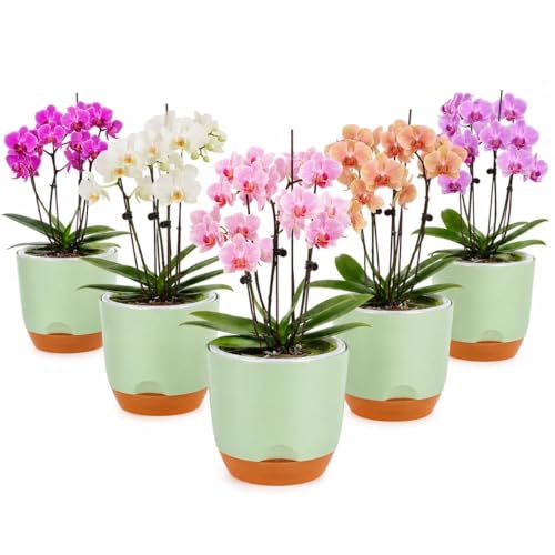 QCQHDU 5.7Inch Orchid Pots with Holes for Repotting, Double-Layer Plastic Self Watering Flower Pots for Indoor Plants with Drainage Holes, Clear Orchid Pot Match Decorative Orchid Container, 5 Packs - color: Green & Brown, size: 5packs 5.7IN
