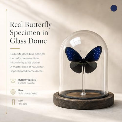 1pc Real Butterfly Specimen with Wooden Pedestal, Glass Bell Jar Display Case, Desktop Insect Collection, Scientific Educational Ornament (Euploea mulcibe) - color: Euploea Mulcibe