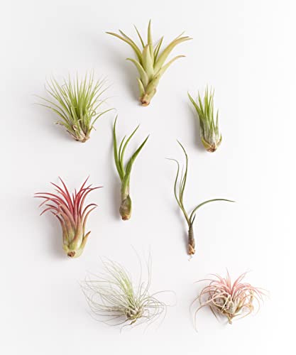 Shop Succulents | Assorted Collection of Live Air Plants, Hand Selected Variety Pack of Air Succulents | Collection of 8 - size: 8 Pack, style: Assorted Collection