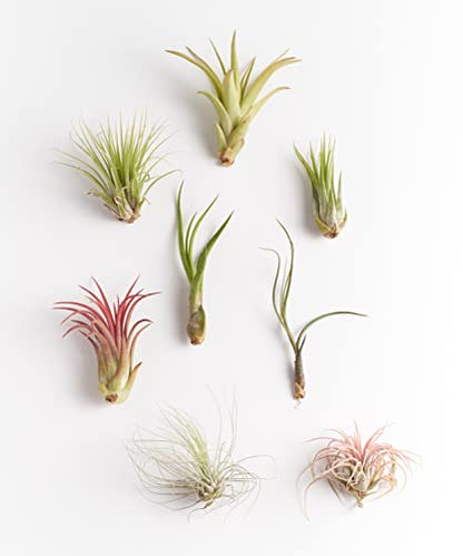Shop Succulents | Assorted Collection of Live Air Plants, Hand Selected Variety Pack of Air Succulents | Collection of 8 - size: 8 Pack, style: Assorted Collection