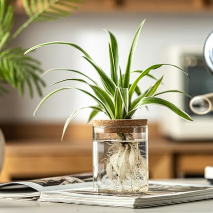 Glass Plant Propagation Station Set – Water Planting Glass Vase for Herb Cuttings,Succulent Water Rooting–Desktop Planter Jars for Home,Office,Living Room,Bedroom Decor(6PCS)