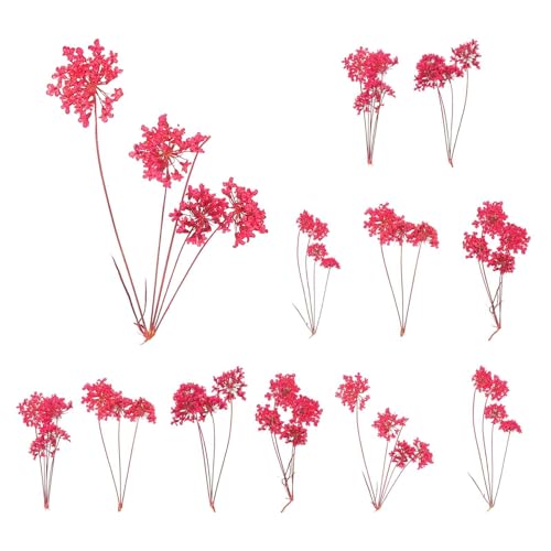 MECCANIXITY 12 Pcs Natural Dried Pressed Flowers for Craft, Lace Real Pressed Dried Flowers Colorful Bouquets for Resin Moulds DIY Scrapbooking Candle Jewelry Making, Dark Pink - color: Dark Pink