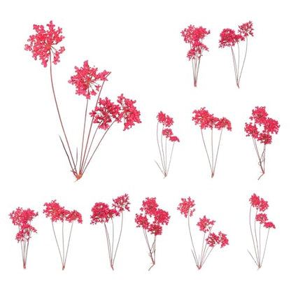 MECCANIXITY 12 Pcs Natural Dried Pressed Flowers for Craft, Lace Real Pressed Dried Flowers Colorful Bouquets for Resin Moulds DIY Scrapbooking Candle Jewelry Making, Dark Pink - color: Dark Pink