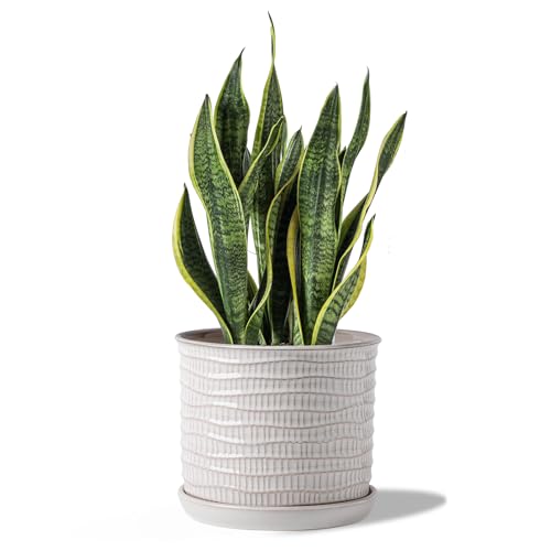 8 Inch Ceramic Plant Pot with Drainage Hole & Separate Saucer | Indoor/Outdoor Planter with Tray - Wave Embossed Flowerpot for Home & Office - color: Wave Embossed, size: 8 inch