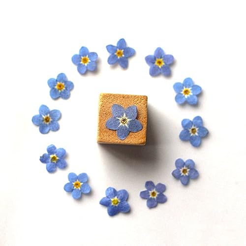 Leadigol Blue Forget Me Not Flowers,Don't Forget Me Dried Flower,Natural Real Dried Pressed Flowers, for Scrapbooking Art Crafts,Jewelry Soap Making,Nails Art Flowers Decorations