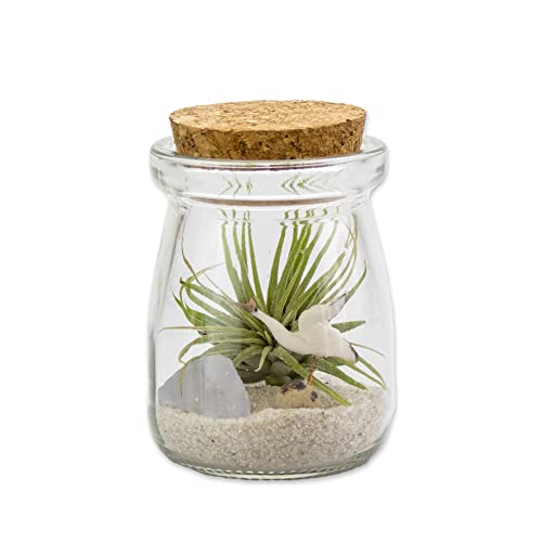 3 Inch Mini Glass Jar DIY Terrarium Kit with Live Tillandsia Ionantha Air Plant, Sand, Colored Sea Glass and Miniature Figurine for Indoor Gardens and Home Décor (Crane) - style: Crane
