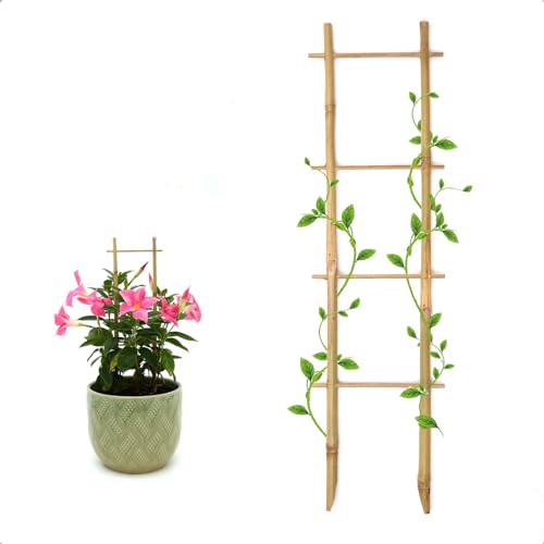 COLOtime 3Pack Bamboo Trellis 16 Inch Ladder Shaped Small Plant Trellis for Indoor Potted Plants Climbing Monstera Orchid Vine Hoya Houseplant - size: Ladder shaped, 3 Pack