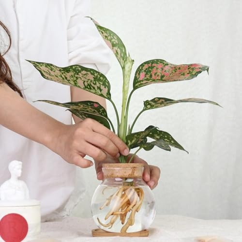 Plant Propagation Station, Hydroponic Glass Container Vase Jars, with Saucer for Desks, Houses, Garden Decorations, Home Kitchen Decorations and Gifts for Plant Lovers
