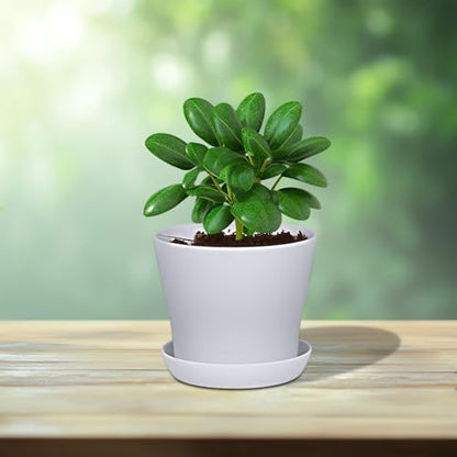 JERIA 16-Pack 4" Plastic Flower Plant Pots Thickened Seedlings Nursery Pots, Flower Plant Container Seed Starting Pots with Pallet (White) - color: White