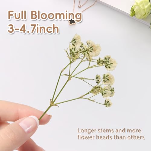 50Pcs Dried Pressed Baby's Breath Flowers Mini Gypsophila (White) - color: White
