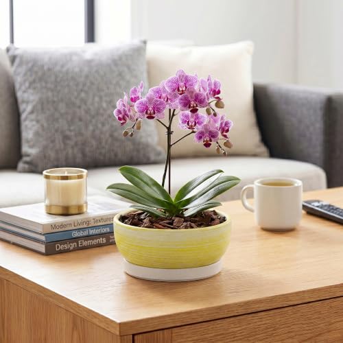 Pots for Succulents, 8 Inch Ceramic Bonsai Tree Pot, Brushed Yellow - color: Brushed Yellow, size: 8 Inch