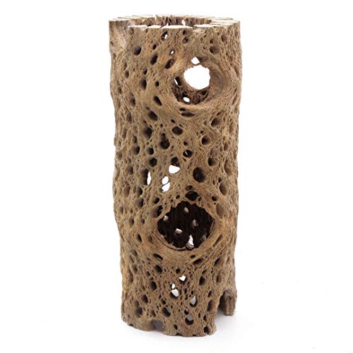 3 to 48 Inch All Natural Teddy Bear Cholla Wood Extra Hollow Large Untreated Organic Aquarium Driftwood Decoration Chew Toy Shrimp Crab Multi-Quantity (3 Pieces, 6 inch) - size: 3 Pieces, 6 inch