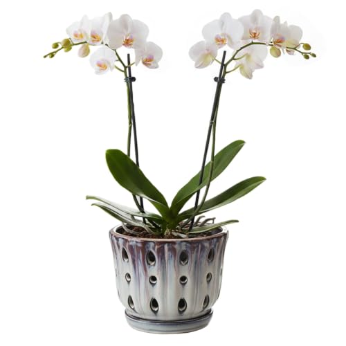 Ceramic Orchid Pot with Drainage Hole 6'' (Mauve Over Cream) | Orchid Planter with Attached Saucer,Orchid Ceramic Pot,Orchid Pots for Repotting - color: Mauve Over Cream