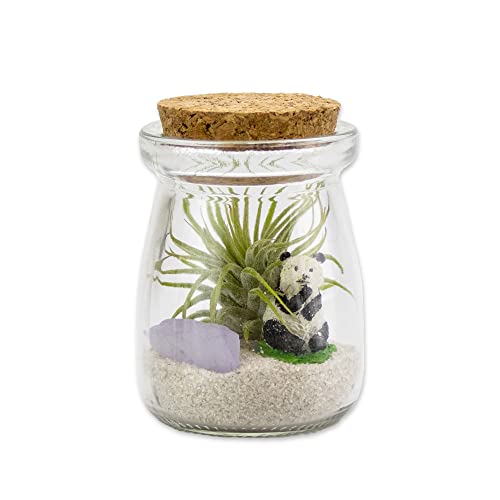 3 Inch Mini Glass Jar DIY Terrarium Kit with Live Tillandsia Ionantha Air Plant, Sand, Colored Sea Glass and Miniature Figurine for Indoor Gardens and Home Décor (Panda) - style: Panda