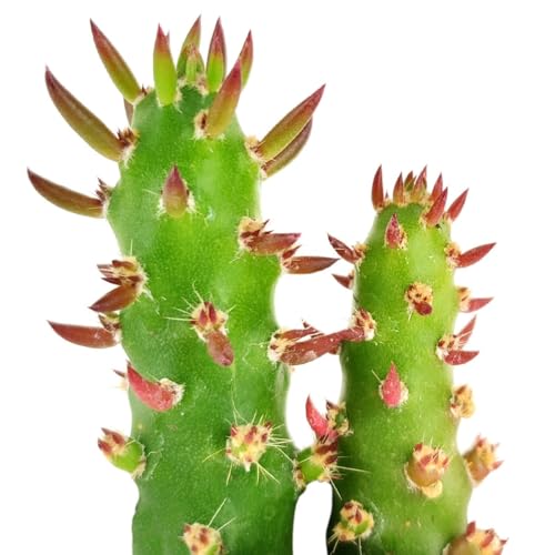 Eve's Needle Cactus | Succulents Box (2 inch + Clay Pot) - size: 2 inch + clay pot