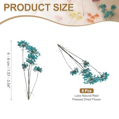MECCANIXITY 6 Pcs Natural Dried Pressed Flowers for Craft, Lace Real Pressed Dried Flowers Colorful Bouquets for Resin Moulds DIY Scrapbooking Candle Jewelry Making, Blue - color: Blue