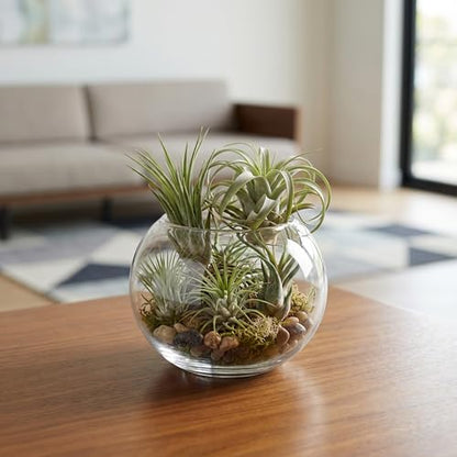 WGV Bowl Glass Vase, Diameter 5.1", Height 3.75", Open Width 3", (Multiple Sizes Choices) Clear Bubble Planter Terrarium Fish Bowl for Wedding Event Home Decor, 12 Pieces (VBW0005) - size: 5"Dx3.75"H 12 Piece