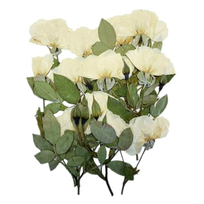 12Pcs Nauture Dried Pressed Rose, Real Dried Pressed Flowers for Resin Scrapbook Supplies Card Making Soap Candle DIY Art Crafts (White) - color: White