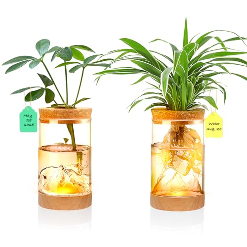 2Pcs Plant Propagation Station, Wooden Base with Lighting | Mountain-Shaped Bottom, Hydroponic Glass Vases, Terrarium Jars for Indoor Growing, Desktop Vivarium, Ideal Gifts