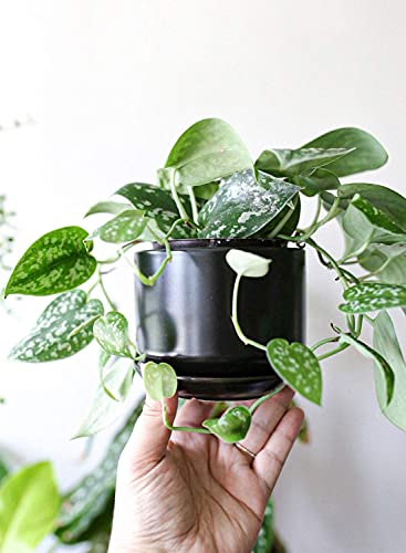 LE TAUCI Ceramic Plant Pots, 4.3+5.3+6.8 inch, Set of 3, Planters with Drainage Hole and Saucer, Indoor Flower Pot with Hole Mesh Pad, Gifts for Mom, Black - color: Black
