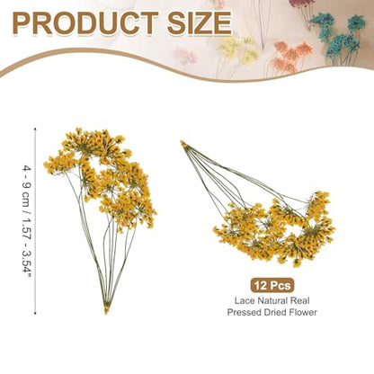 MECCANIXITY 12 Pcs Natural Dried Pressed Flowers for Craft, Lace Real Pressed Dried Flowers Colorful Bouquets for Resin Moulds DIY Scrapbooking Candle Jewelry Making, Yellow - color: Yellow
