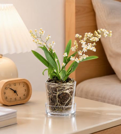 Phoenix Vine 3.5 Inch Clear Acrylic Planter Pot with Tray, Orchid Pot with Drainage Holes, Deep Saucer for Bottom Watering, Transparent Containers for Indoor Plants, Herbs, Set of 1, 91-A-D-1 - size: 3.5 Inch